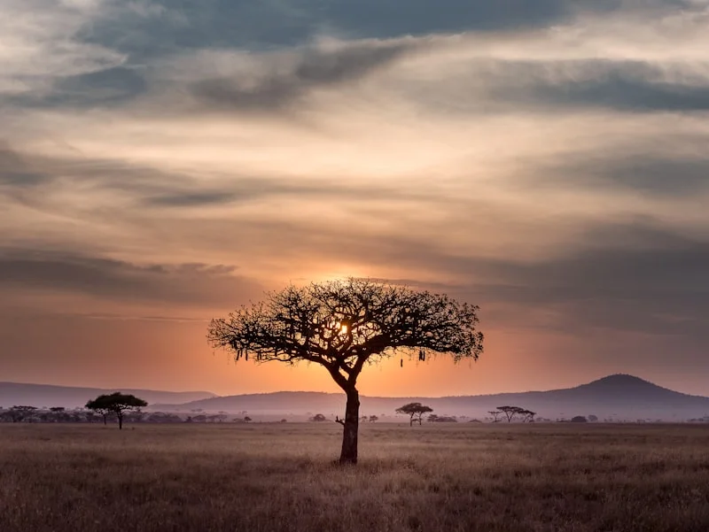 Silhouetted acacia tree standing against fiery golden red sunset on wild Serengeti plains
