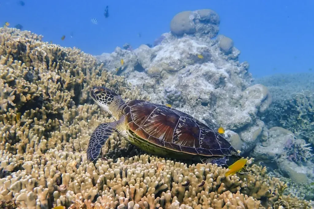 Scuba diver exploring vibrant coral formations and sea turtles on the Great Barrier Reef